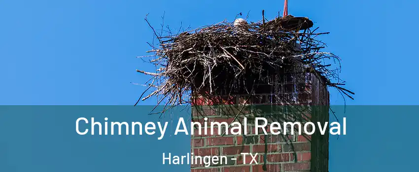 Chimney Animal Removal Harlingen - TX