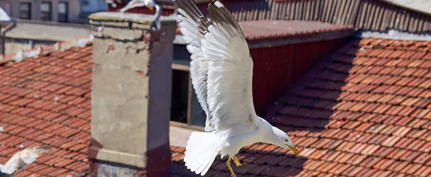 Residential Chimney Animal Removal Solution in Harlingen, TX