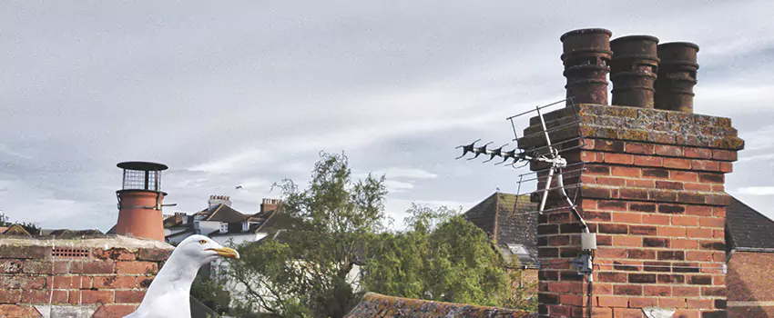 Chimney Cleaning And Restoration in Harlingen, Texas